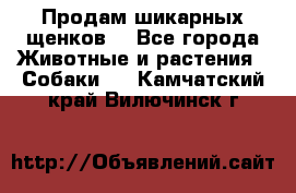 Продам шикарных щенков  - Все города Животные и растения » Собаки   . Камчатский край,Вилючинск г.